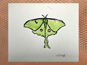 Luna Moth 9”x 7.5”